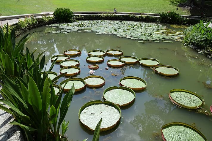 Dekorasi Kolam Hias